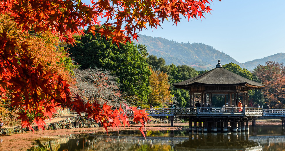 奈良公园 奈良公园