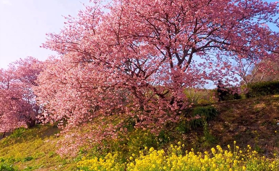 河津樱油菜花 河津樱油菜花